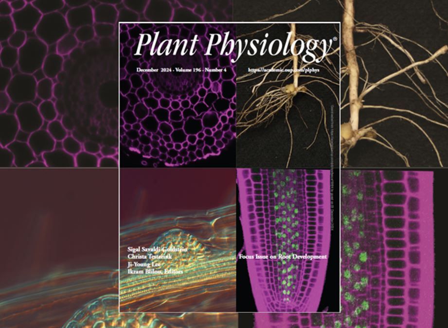 The December 2024 issue of Plant Physiology is now online! Read this Focus Issue on Root Development here: academic.oup.com/plphys/issue <a href="/ASPB/">ASPB</a> <a href="/OxUniPress/">Oxford University Press</a>  #PlantSci