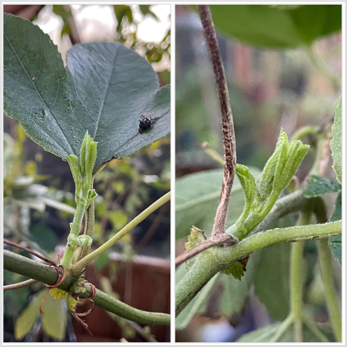 The huge #Passiflora ‘Coral Seas’ that we dug up in October, as we do every year, and cut back to about 6ft tall has been in the greenhouse. It now has shoots appearing all over and will grow through the winter until it goes out again for next year. 
Flower pic is from September.