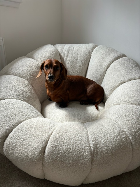 helenraw's tweet photo. Wee Rufus is pitching up tomorrow π₯°π₯³
Temp hashtag #NotASausage
PS that bed is actually a Polo Mint!πΉ
#TheCatAndDogLady https://t.co/ESjV7bCFVS