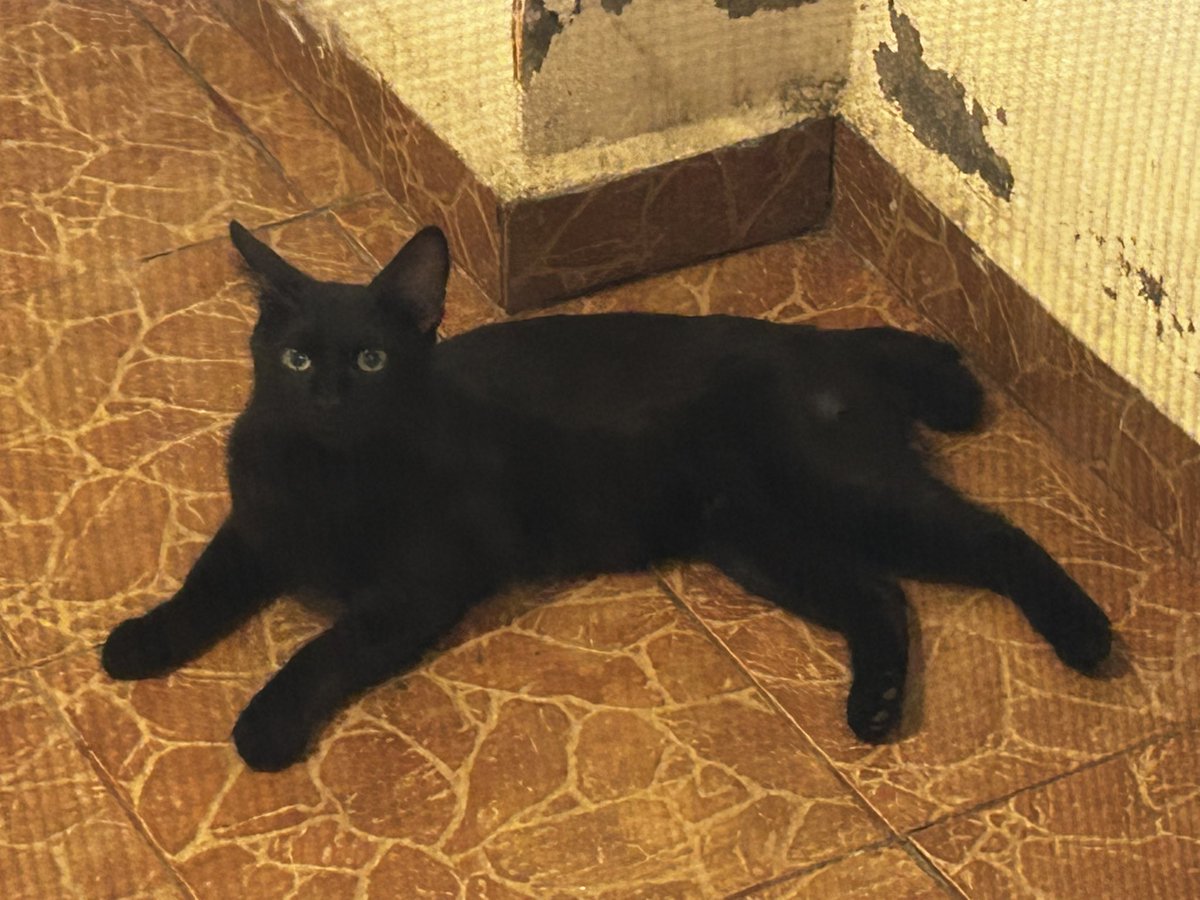 ハ°コ。ロハス tweet media