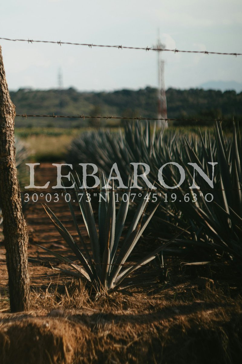 tequilaLebaron's tweet photo. Tequila LeBaron 
100% blue Webber Agave 
#Tequila #agave #lebaron https://t.co/ZvsP4eemcG