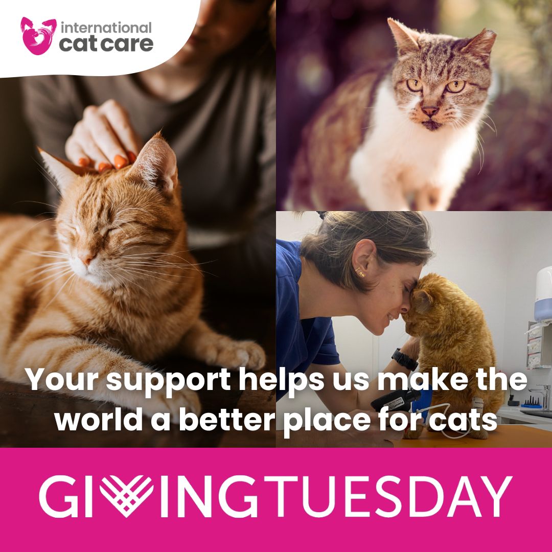 ❤️ For #GivingTuesday we want to say thank you to all our sponsors and supporters who help us to make the world a better place for cats. 🐈

If you would like to donate, please visit 👉 icatcare.org/support-us/ 

#Charity #CatCharity #Donate #Cats