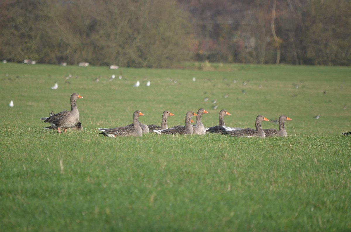 SwanwatchUk's tweet photo. HUGE NUMBERS OF #GREYLAGS https://t.co/i14NPOqaBs