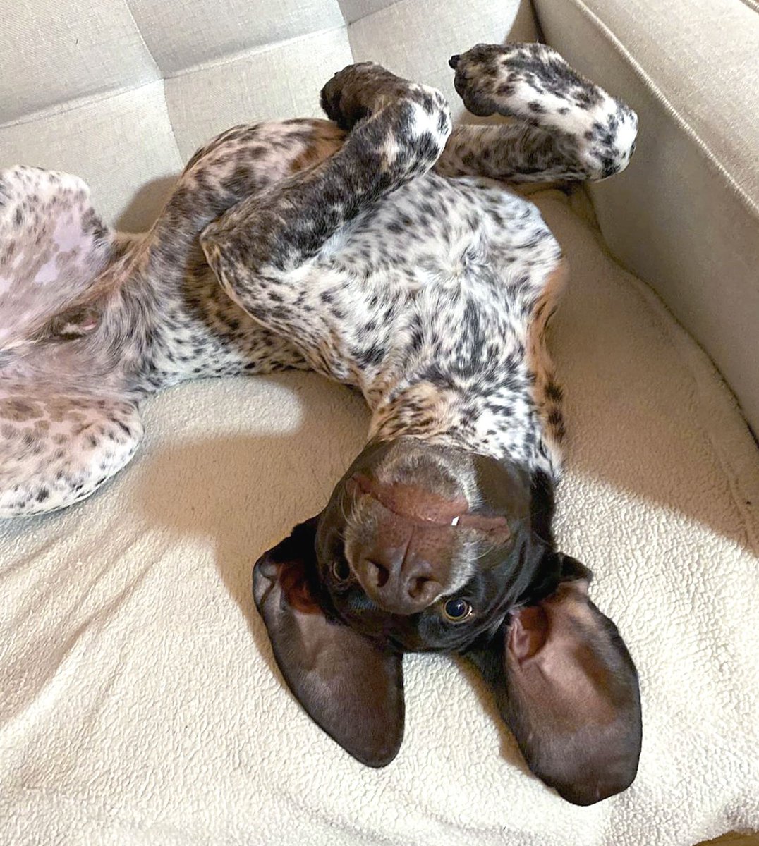 ModernDogMag's tweet image. Jack is just hanging out, how &apos;bout you? 🐶🐾⁠
⁠
📷️: @jackilegs_thegsp⁠ on IG
⁠
#moderndog #moderndogmagazine #GermanShorthairedPointer #cutedog #dogs #dogoftheday #GSP #funnydog #doglove #doglover #doggo #woof