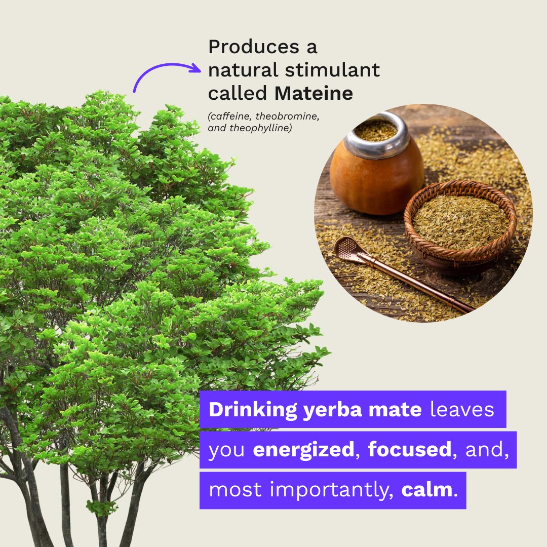 goodmooseco's tweet photo. DYK: the average Argentinian consumes 6.4 kg of Yerba Mate per year? ⬇️

On November 30th, Argentina celebrated National Mate Day, a day dedicated to this beloved beverage. For our team in Argentina, Mate isn’t just a drink—it’s a daily ritual fostering community and connection. https://t.co/hu8qObgP40