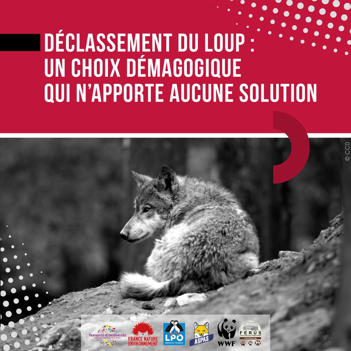 Les organisations de protection de la nature siégeant au Groupe National Loup (GNL) dénoncent fermement la décision du Comité permanent de la Convention de Berne de déclasser le loup, le faisant passer d’"espèce strictement protégée" à "espèce protégée". 
aspas-nature.org/declassement-d…