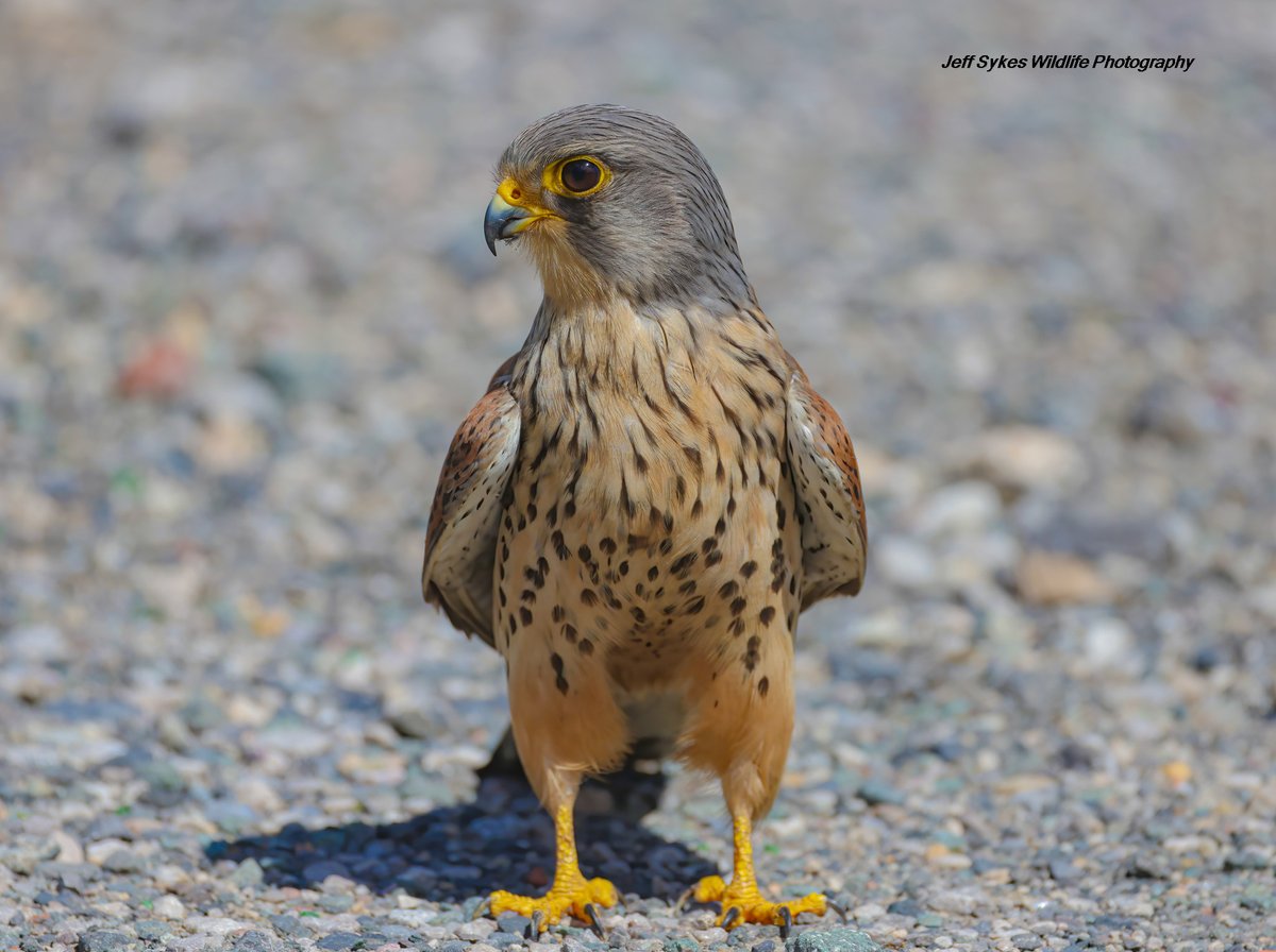 sykesjeff's tweet image. If you love Kestrels give me a retweet, show your love! this Males Kestrel is very famous in Preston UK.