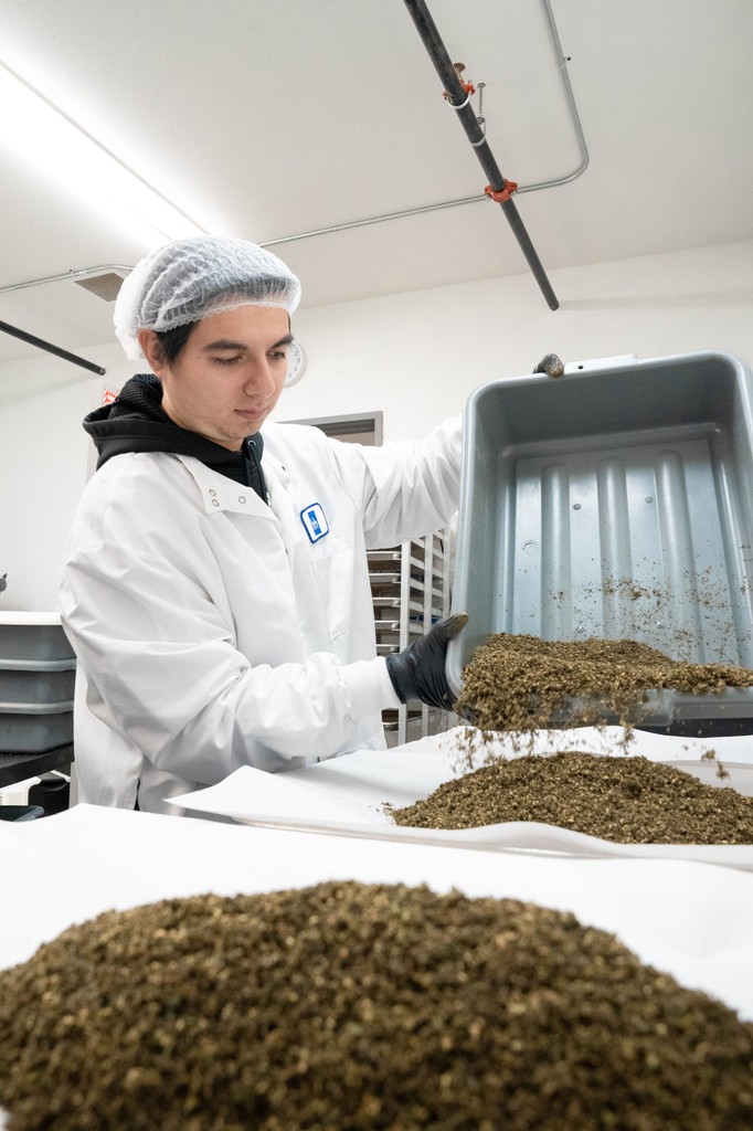 hhempco's tweet photo. From fresh hemp to finished products, innovation is at the heart of everything we do 🌿💡. Every step is crafted with care to bring you quality you can trust. #PoweredByHHEMPCO #HempScience https://t.co/lUhEdZwibD