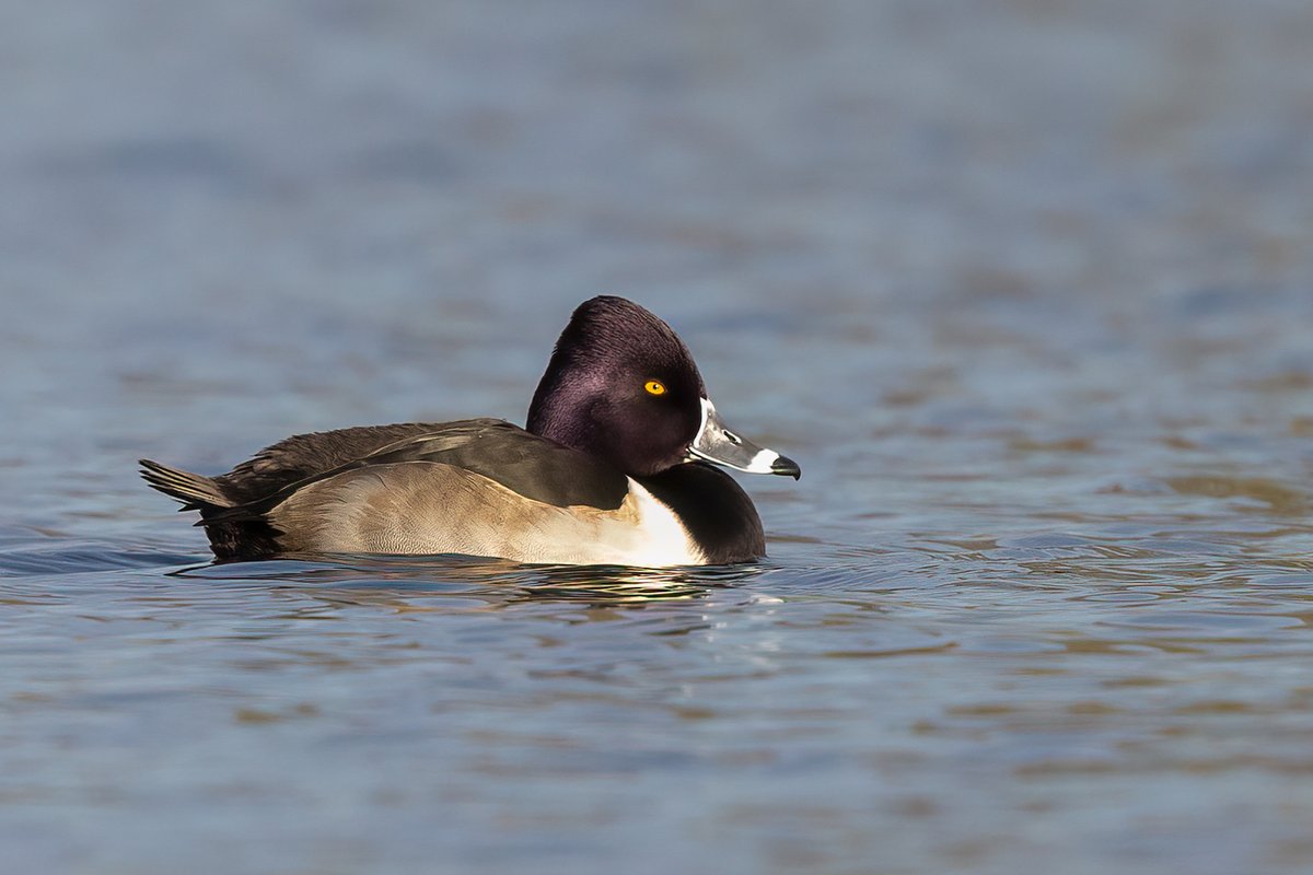 Ring-necked Duck...quick trip to Taylor Park before the rain, bit distant but did get a little sun.....you remember sun don't you !