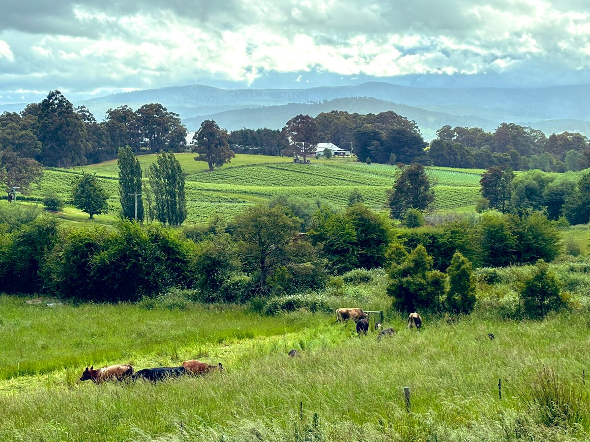James Rebanks (@herdyshepherd1) on Twitter photo On the very beautiful, green and very lush, Fat Pig Farm, in Tasmania - for Grounded organised by <a href="/MatthewEvansFPF/">Matthew Evans</a> and friends
And spent an hour or two last night with the peerless Richard Flanagan
Two days coming up of swapping notes with switched on Aussie farmers On the very beautiful, green and very lush, Fat Pig Farm, in Tasmania - for Grounded organised by <a href="/MatthewEvansFPF/">Matthew Evans</a> and friends
And spent an hour or two last night with the peerless Richard Flanagan
Two days coming up of swapping notes with switched on Aussie farmers