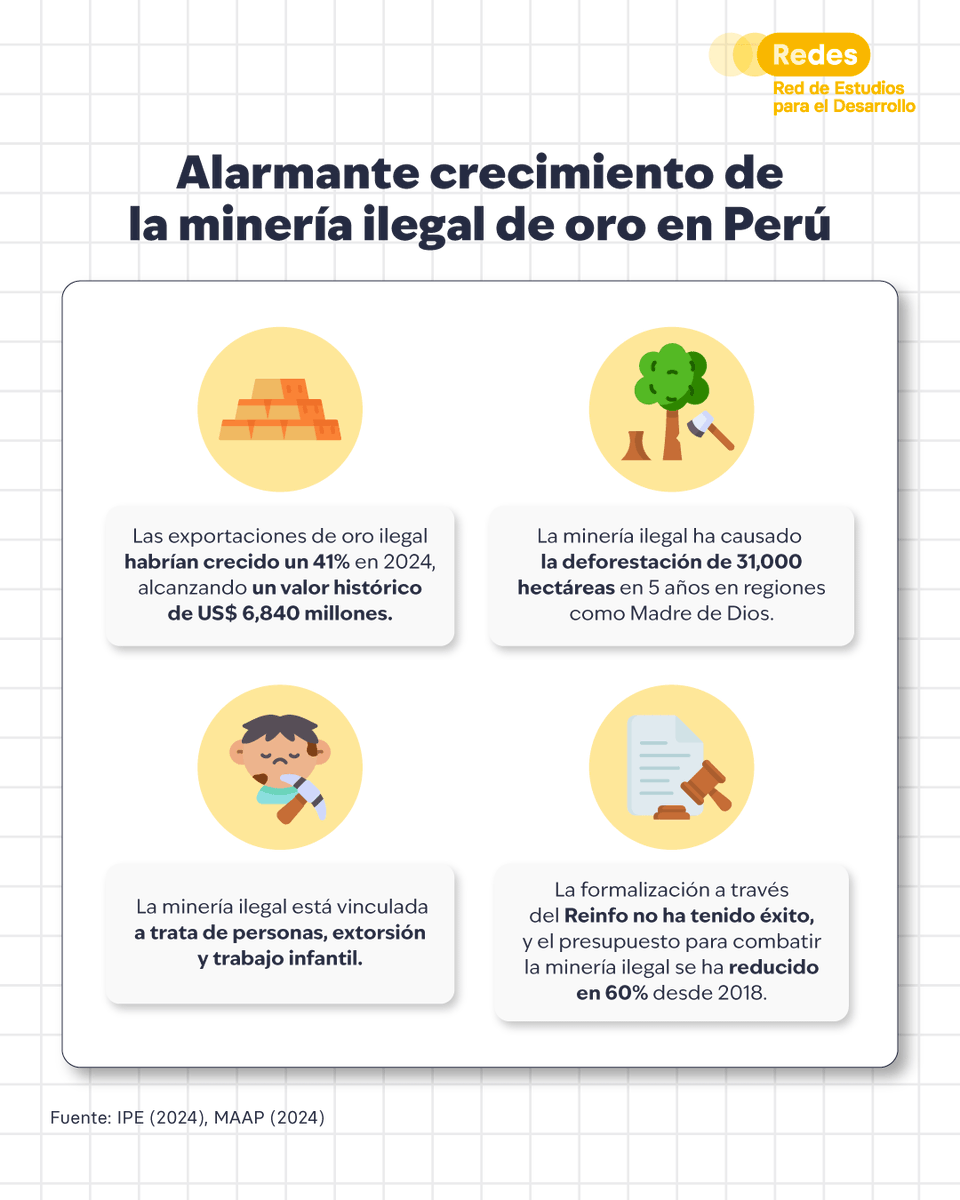 redesarrollope's tweet photo. #MineríaIlegal: La minería ilegal ya es la actividad criminal que más dinero mueve en el Perú, superando incluso al narcotráfico. Este 2024, se proyecta que las exportaciones de oro ilegal crezcan un alarmante 41%, alcanzando un récord de US$6,840 millones💸, según @IPEopinión. ¿Cuáles son las razones detrás de su aumento?🤔

En los últimos diez años, las exportaciones de oro ilegal han aumentado casi un 500%🚨. Este oro se extrae y vende al margen de la ley, evadiendo impuestos y regulaciones, lo que lo convierte en la economía ilegal más lucrativa y dañina del país. En 2023, el 44% del oro ilegal exportado en Sudamérica salió de Perú, y esa cifra sigue creciendo📈.

La minería ilegal no opera de forma aislada😮; está vinculada a redes de crimen organizado que facilitan delitos como el contrabando, la trata de personas y la extorsión y trabajo infantil (@USAIDPeru). Muchas familias en las zonas mineras más alejadas priorizan el ingreso rápido y seguro que sus hijos pueden generar en lugar de enviarlos a la escuela📚, perpetuando un ciclo de pobreza y exclusión @CIESLimaPeru.

El impacto ambiental es igual de devastador. En solo cinco años, la minería ilegal ha destruido bosques 🌳 por una superficie equivalente a 43 mil veces el campo de fútbol del Estadio Nacional, dejando ecosistemas gravemente dañados y afectando la biodiversidad de regiones enteras (Monitoring of the Andean Amazon Project, 2024). Estos daños son difíciles de revertir y tienen consecuencias a largo plazo para el país.

Las políticas actuales para combatir este problema han sido ineficaces🚫. El Registro Integral de Formalización Minera (REINFO) ha fracasado: más del 95% de los inscritos no logran formalizarse. A esto se suma que el presupuesto para combatir la minería ilegal ha caído un 60%📉 desde 2018, limitando medidas clave como supervisar el comercio de oro, desarticular redes criminales y fortalecer la cooperación internacional (@OEA_oficial, 2021).

La minería ilegal no solo afecta nuestras finanzas públicas📊 y nuestro ambiente, también amenaza nuestra seguridad y estabilidad como país. ¿Qué estamos esperando para actuar? ¿Crees que estamos haciendo lo suficiente para enfrentar esta crisis? Te leemos en comentarios 💬.