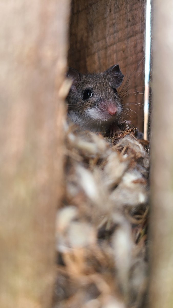 TheMeadoway tweet media