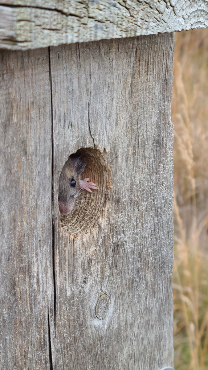 TheMeadoway tweet media