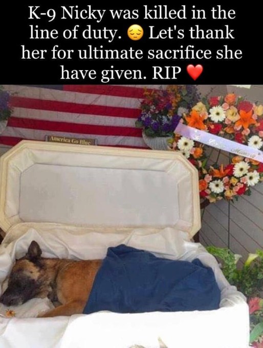 Beyond_theleash's tweet photo. R.i.p Nicky 🙏 Thank you for your sacrifice and your service.❤🐾😭 https://t.co/VardnPB7rF