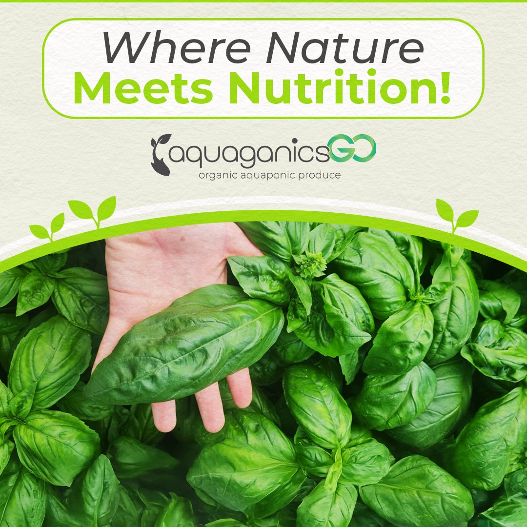AquaganicsGo's tweet photo. Fresh, chemical-free produce and water-saving methods—what’s good for the planet is great for your plate! 🌍

Schedule a farm tour today and discover the magic of fish-powered greens. 🌱

🔗 https://t.co/BZGS8bISYs https://t.co/nVQeomQ8se
