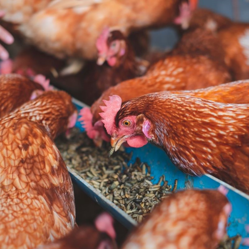 📣  The UK government has just announced a contract for more than 5 million doses of human H5 influenza vaccine. 

You can find out the latest about #BirdFlu and how we are protecting people against it in our new blog post: ukhsa.blog.gov.uk/2024/12/03/wha…