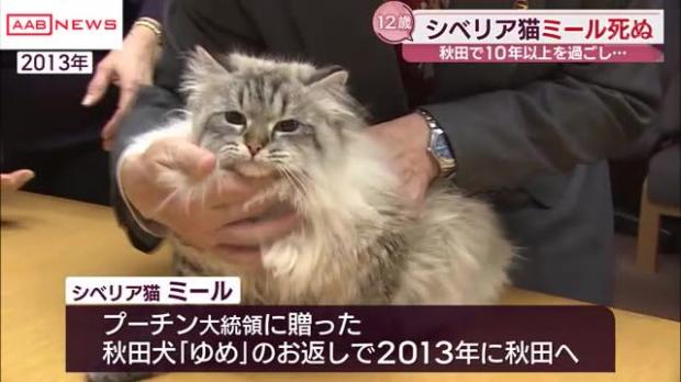 【安らかに】プーチン大統領から秋田・佐竹知事に贈られたシベリア猫「ミール君」天国へ
news.livedoor.com/article/detail…