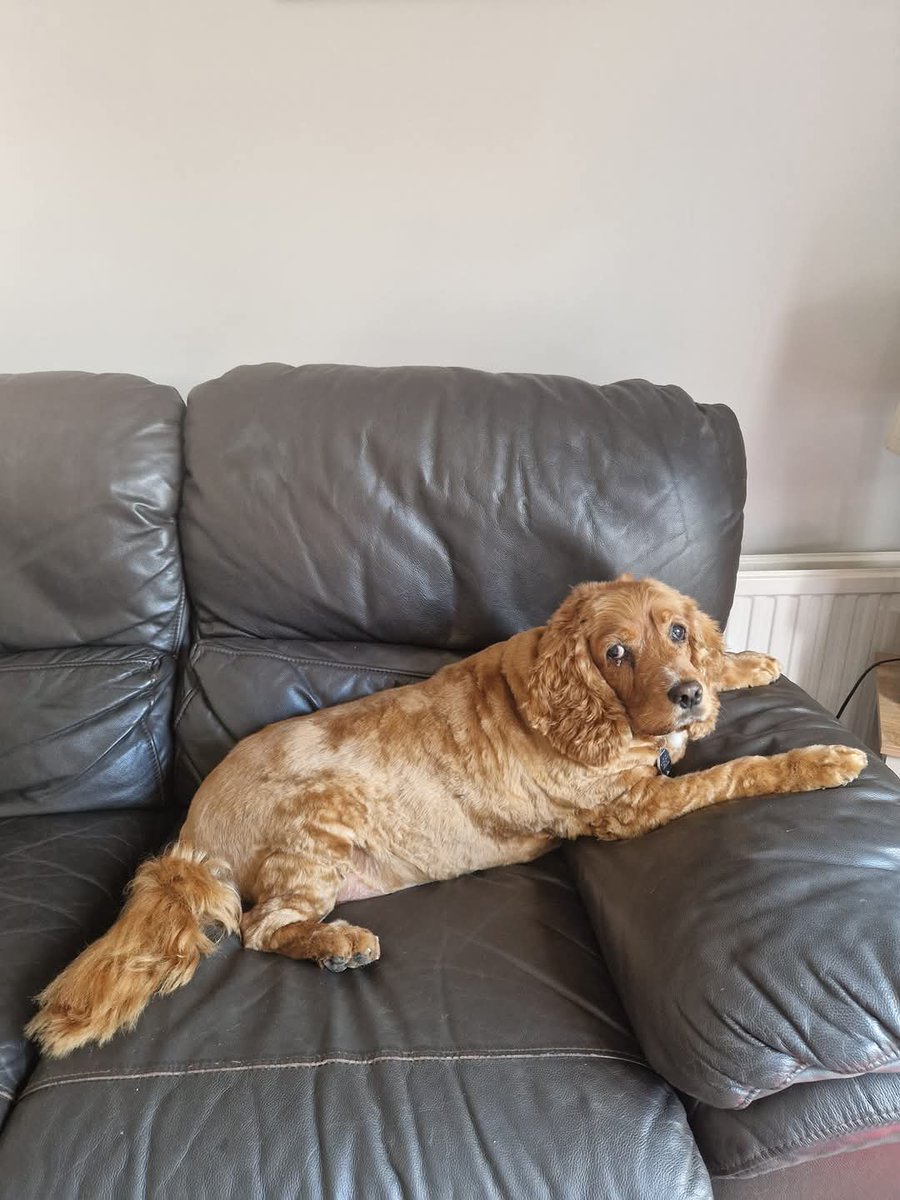 Milly - Golden Bloom Gal tweet media