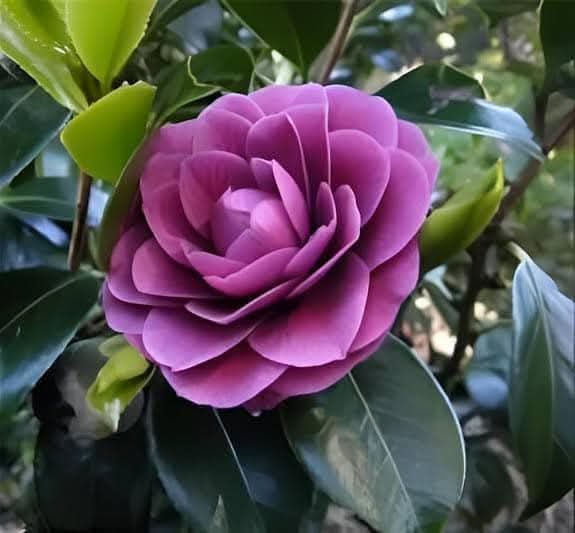 earth beauty tweet media