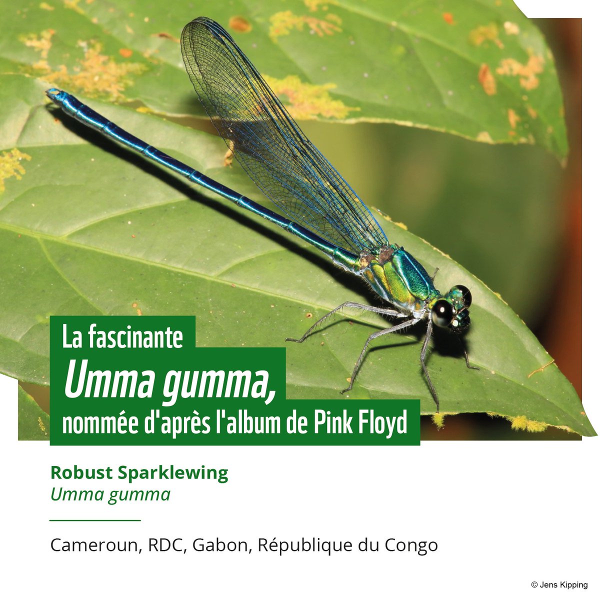 WWF CAMEROON tweet media