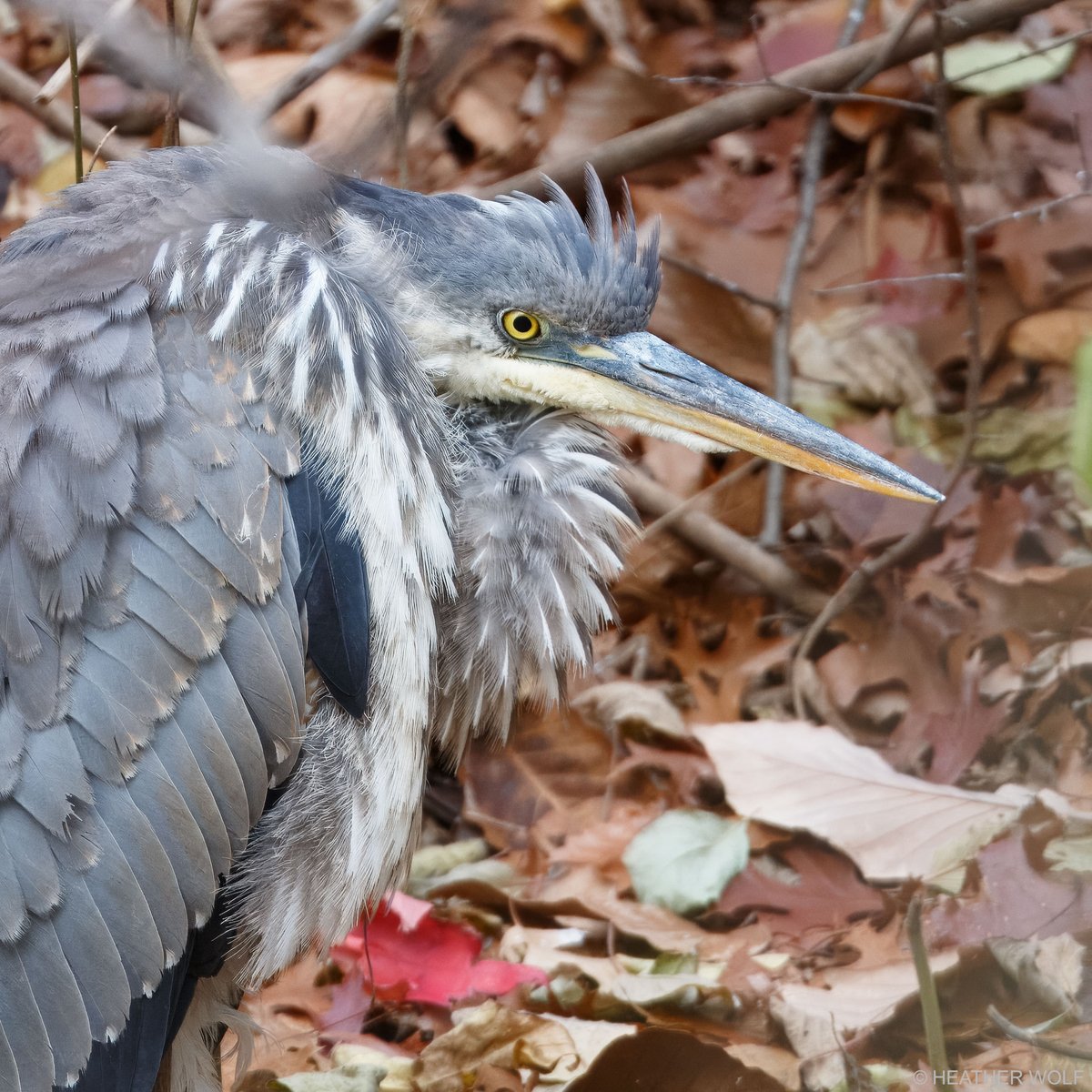 Heather Wolf tweet media