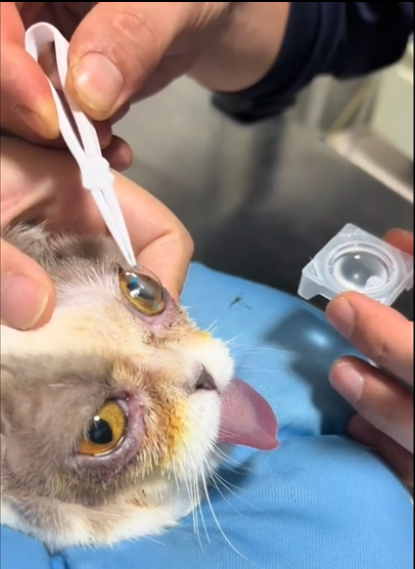 CLS_magazine's tweet photo. In Jiangsu, China, a physician fitted an #orthokeratology #contactlens onto a cat to aid in healing its injured cornea. See more: https://t.co/xDu1sFQxyv https://t.co/8kXXFx5YOG
