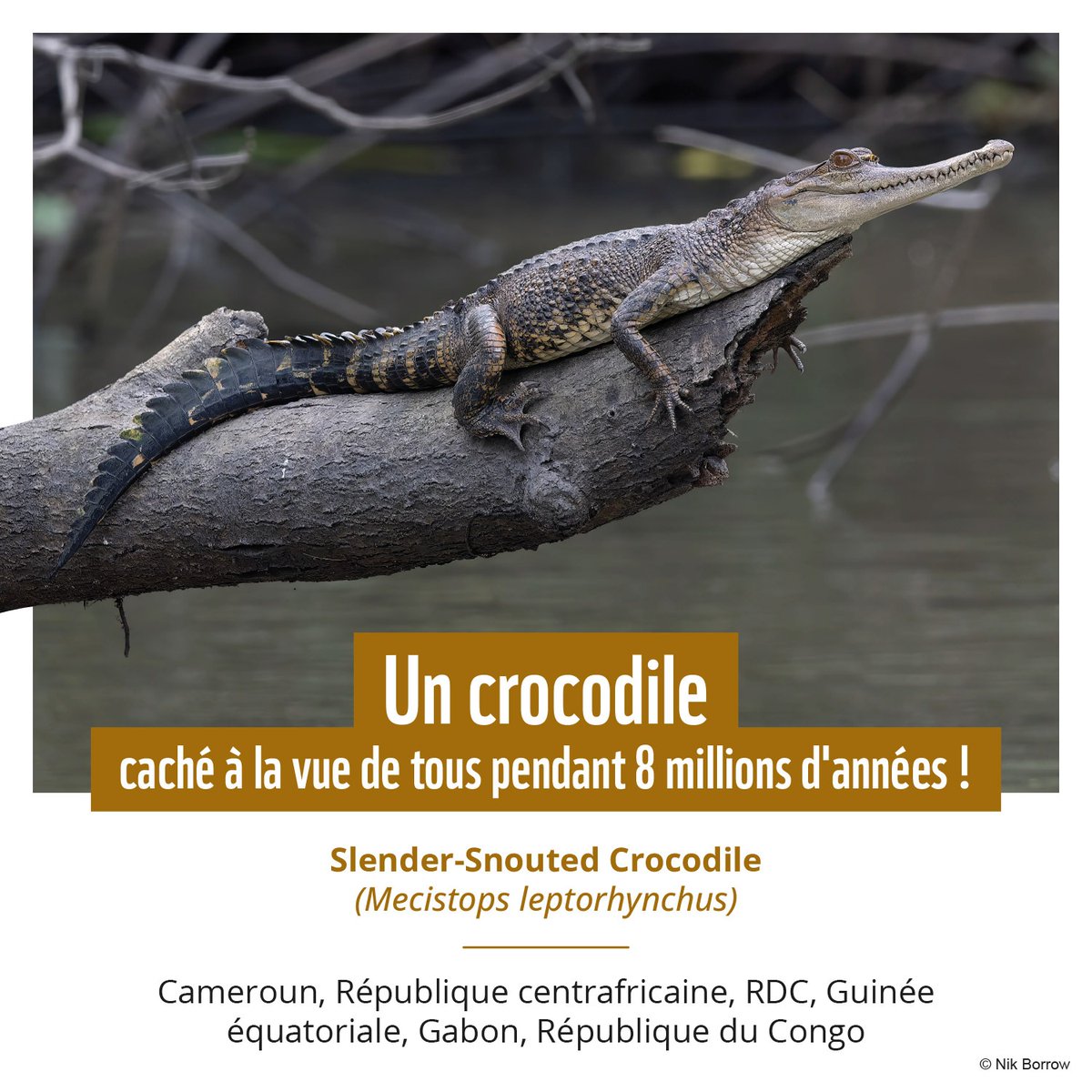 WWF CAMEROON tweet media