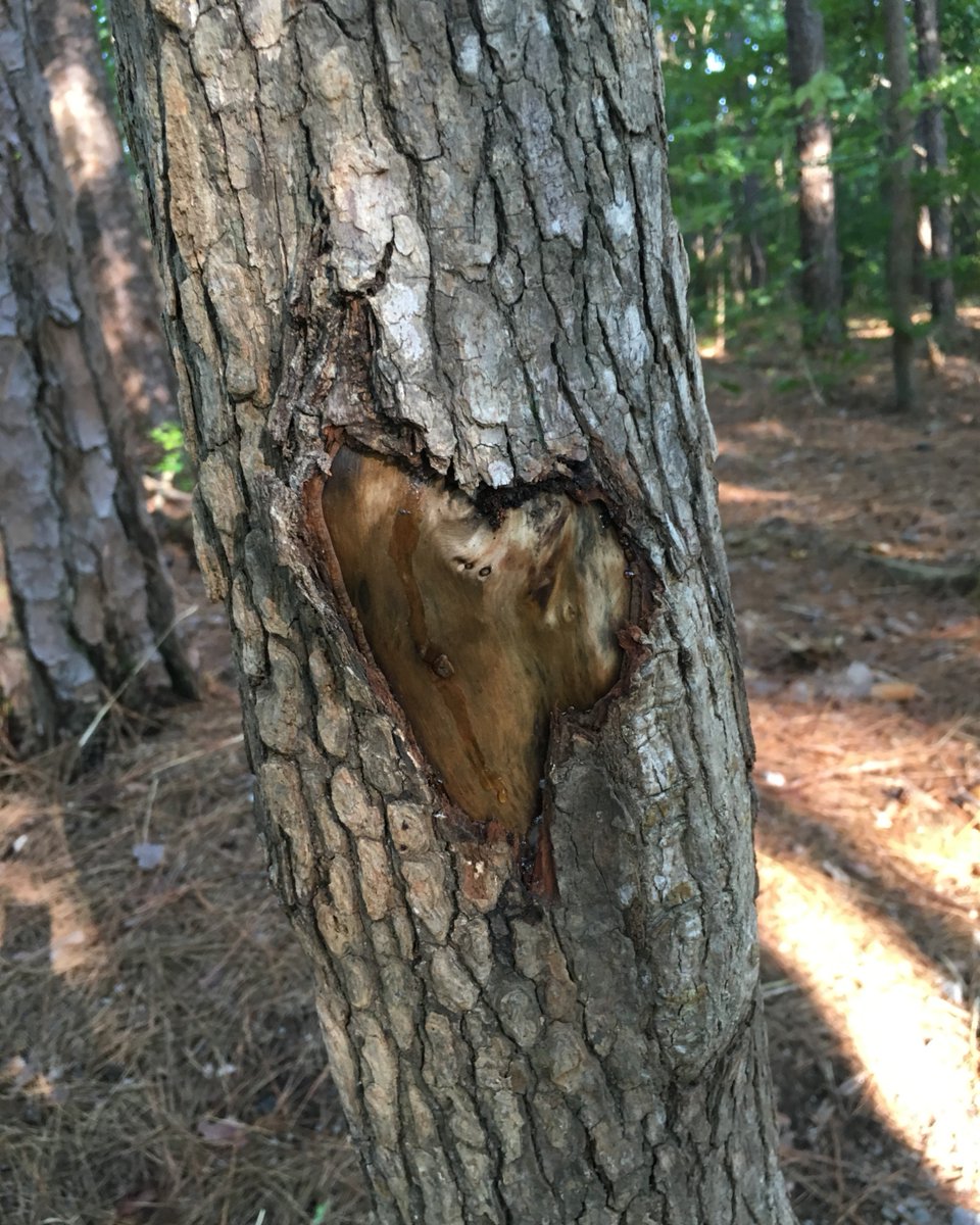 Get an early start on Giving Tuesday today! Check out all the ways the City of Oaks Foundation can benefit YOUR neighborhood park or recreation program. Support nature programs, youth programs or any Raleigh Park! zurl.co/xgoD