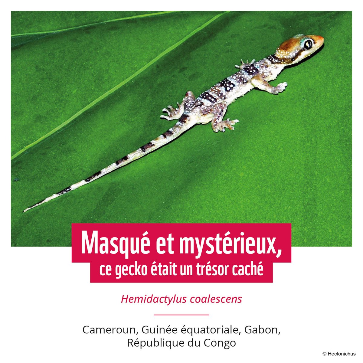WWF CAMEROON tweet media