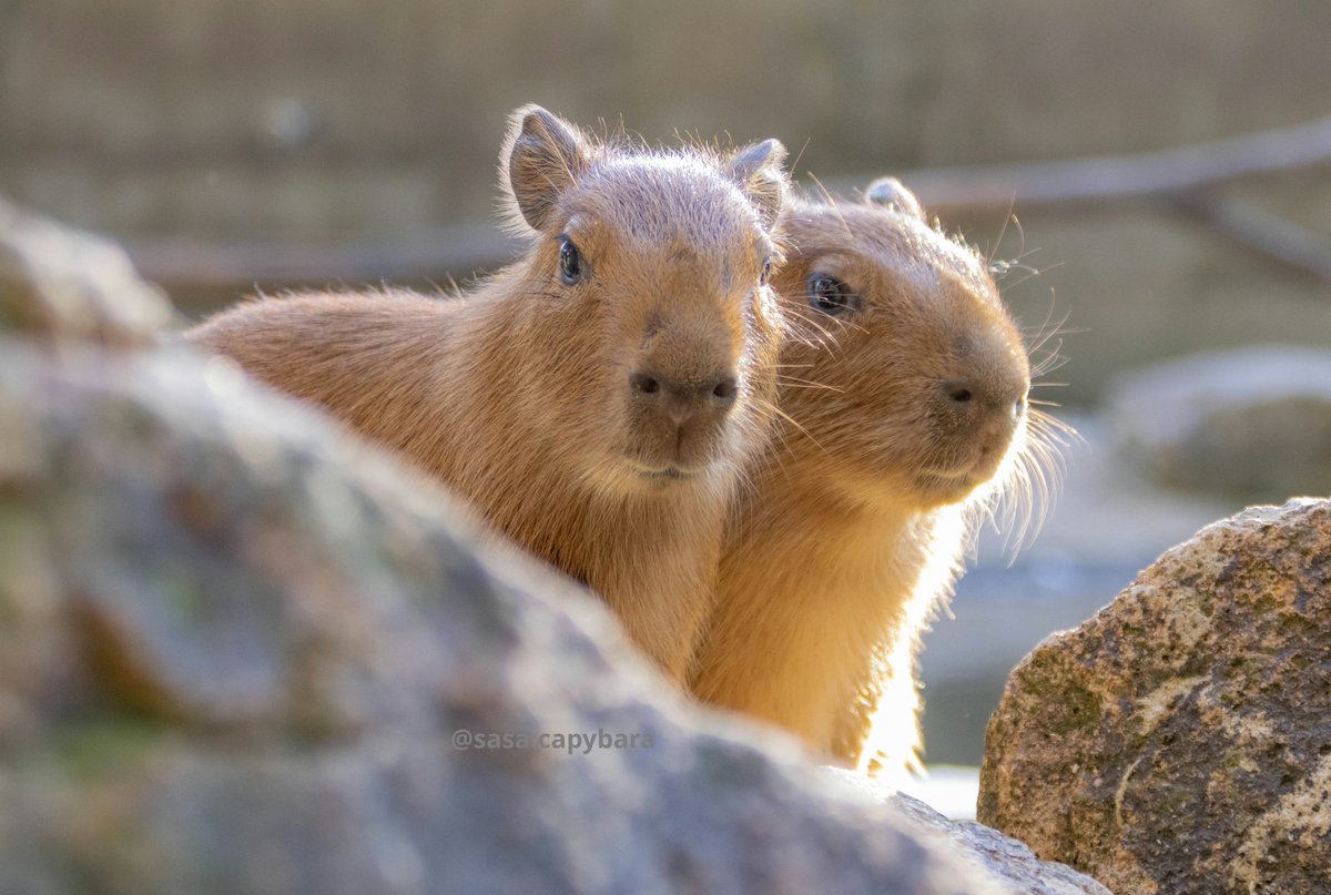 🐗 (@CapybaraDaily) / Posts / X