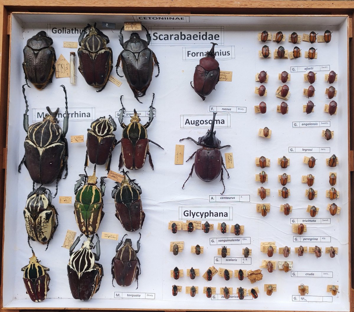 narobiotech's tweet photo. The Insect Museum and Herbarium at the National Agricultural Research Laboratories Kawanda collects, reserves, identifies, trains, stores different insect species in Uganda. It opened in 1909 at the Entebbe Botanical gardens and later was transferred to Kawanda in 1939.(beetles) https://t.co/PpVQKJarMI