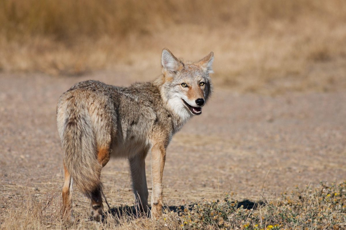 We have received reports of several coyote sightings in Gwinnett County. Coyotes are a natural part of our environment, but it’s important to take precautions to keep yourself, your family, and your pets safe. Here are a few tips to keep in mind:

• Secure food sources: Remove
