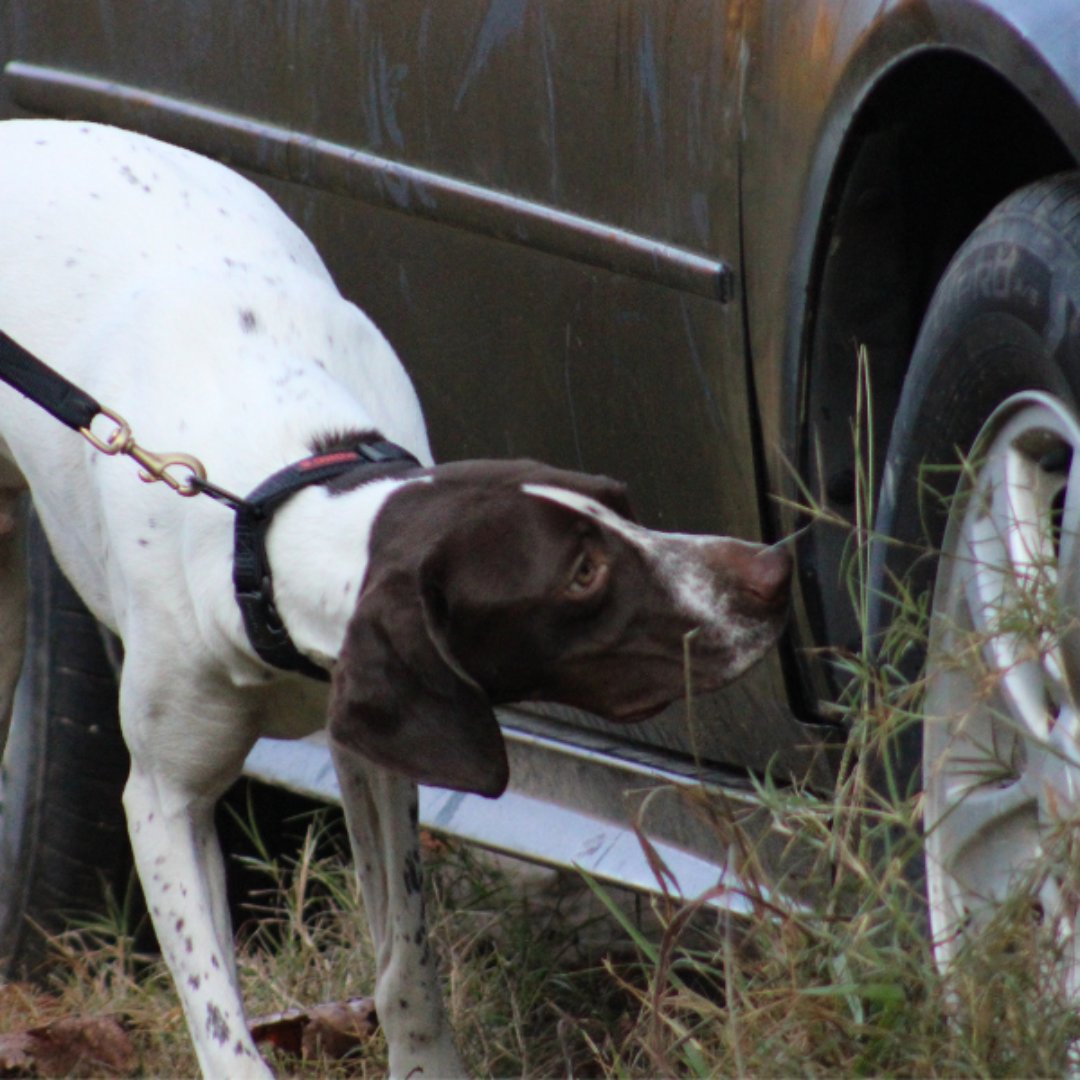 CustomK9Unltd's tweet photo. K9 Otis running vehicle detection

#policedog #workingdog #WorkingDogs #PoliceK9 #MWD #K9Training #Decoying #BiteWork #DetectionDogs #DrugDetection #ExplosivesDetection #FirearmsDetection #K9Handler #K9Unit #K9Life #K9 #dogtrainer #dogtraining https://t.co/ue7eqJdgim