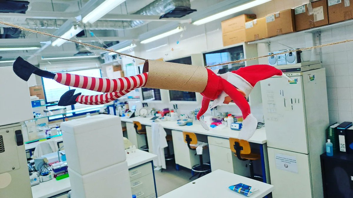 CarinaCrucho's tweet photo. Look who's ziplining into the Lab 315 for the holiday season! 🎄 Our Elf on a Shelf has arrived in style. Stay tuned for his festive lab adventures until Christmas! 🧪🎅 #ElfInTheLab @FCTNOVA #christmas #elfontheshelf #elfonashelf #elfsbehavingbadly @elfontheshelf https://t.co/9hFy7aZWP9