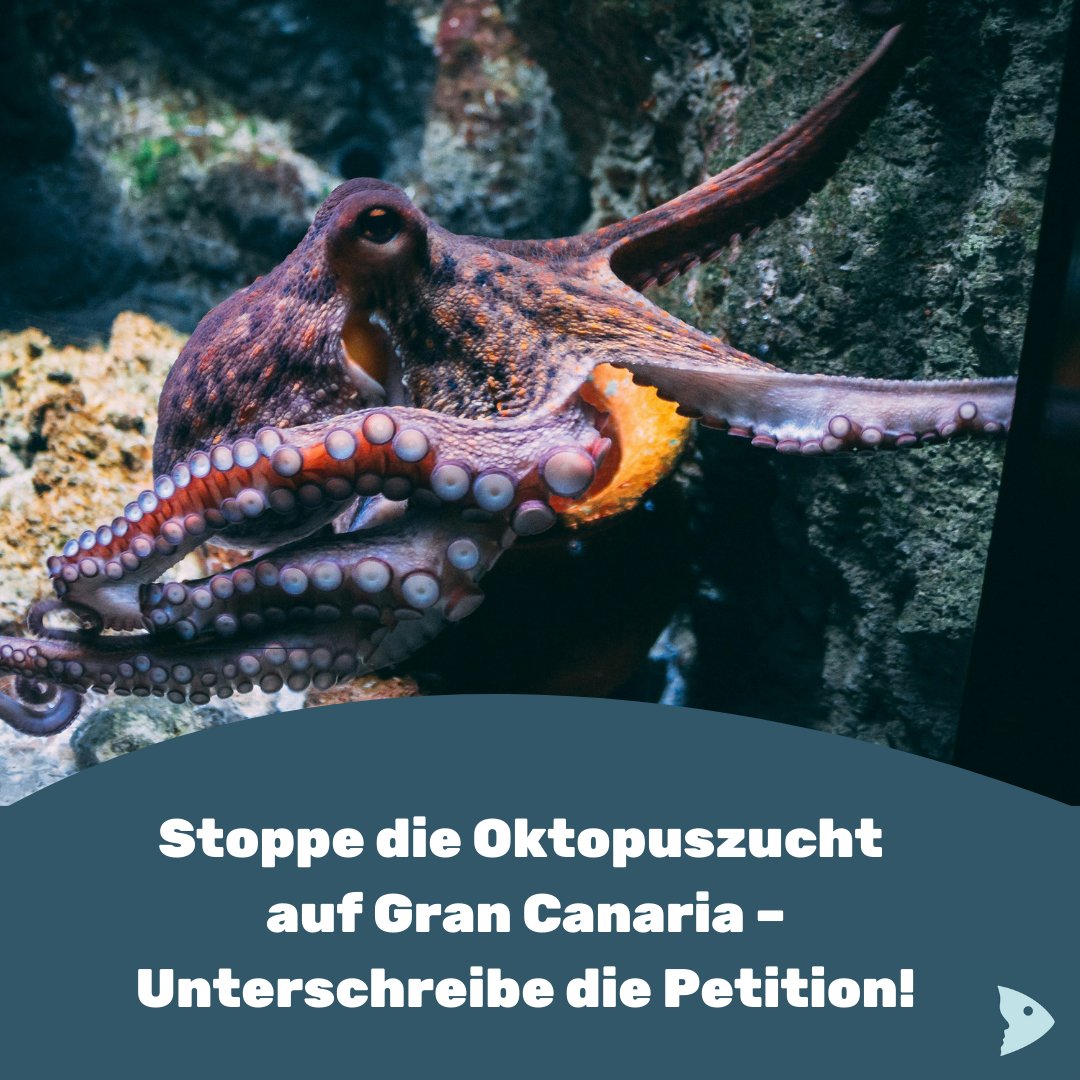 fair-fish tweet media