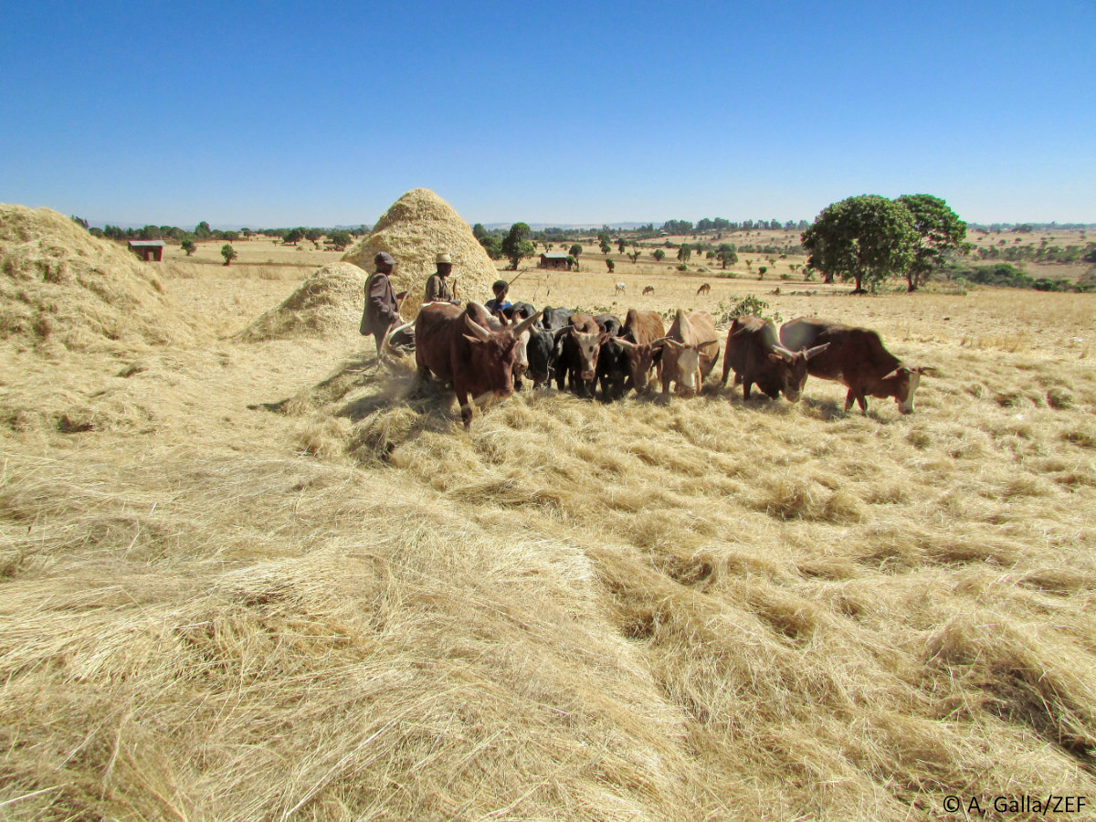 Tierprodukte verbessern die #Ernährung von Kindern in #Afrika: Milch, Eier und Fisch sind gut für die Entwicklung, zeigt eine Studie von <a href="/MatinQaim/">Matin Qaim</a> und Dr. Makaiko Khonje <a href="/CABI_News/">CABI</a> veröffentlicht in <a href="/PNASNews/">PNASNews</a>. Mehr: uni-bonn.de/de/neues/237-2… &amp; pnas.org/doi/10.1073/pn…