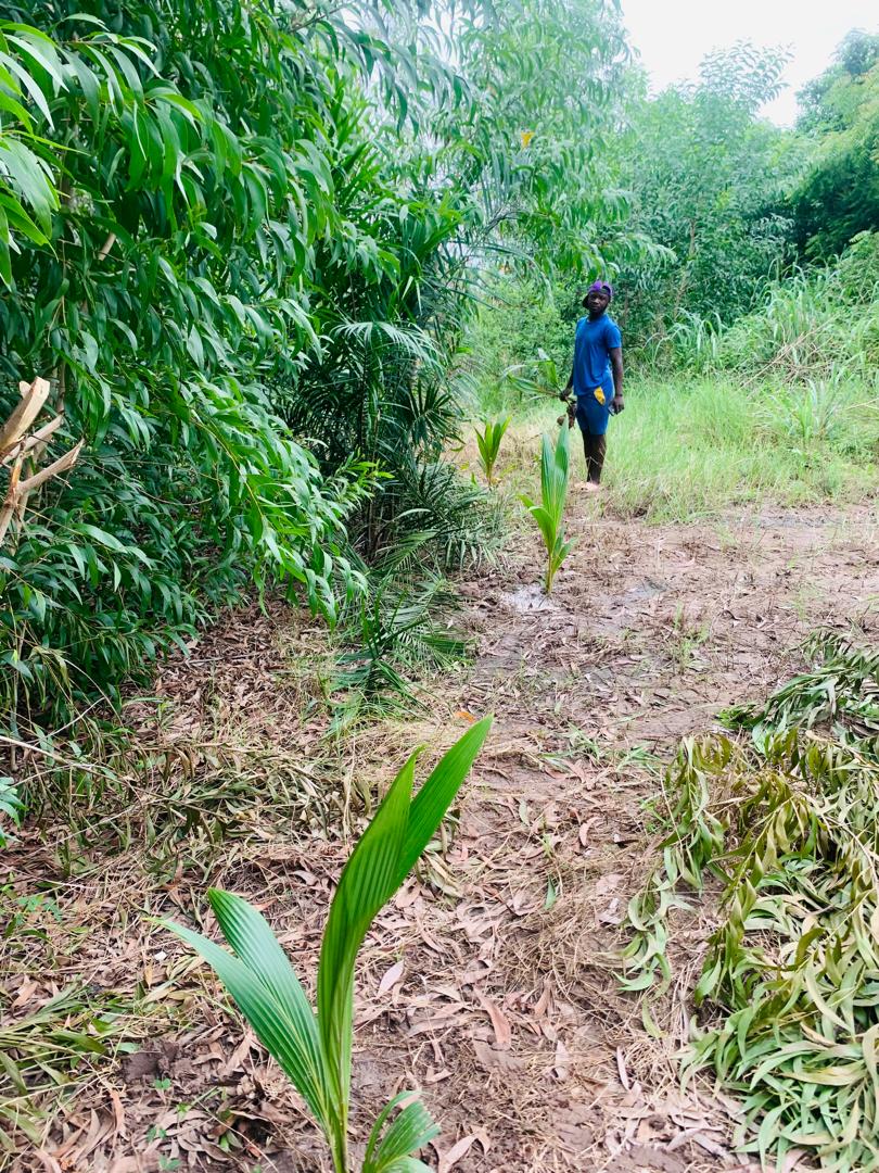 GDfAfrica's tweet photo. Greening your environment is like having a peaceful Election. God bless GDf Africa, God Bless Ghana https://t.co/BAX7eiXxAN