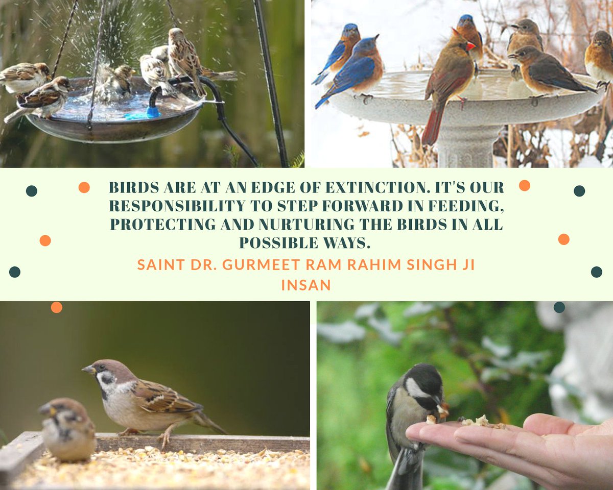 Prince_insa_77's tweet photo. Thanks to #SaintDrMSGInsan who initiated the #BirdsNurturing campaign and motivated people to keep water and food for birds as birds need our help.
#FeedEveryCreature
#feedingthehelpless #feedanimals
#helpanimals #ShareFood #derasachasauda #GurmeetRamRahim #BabaRamRahim https://t.co/IXoVET1Jjc