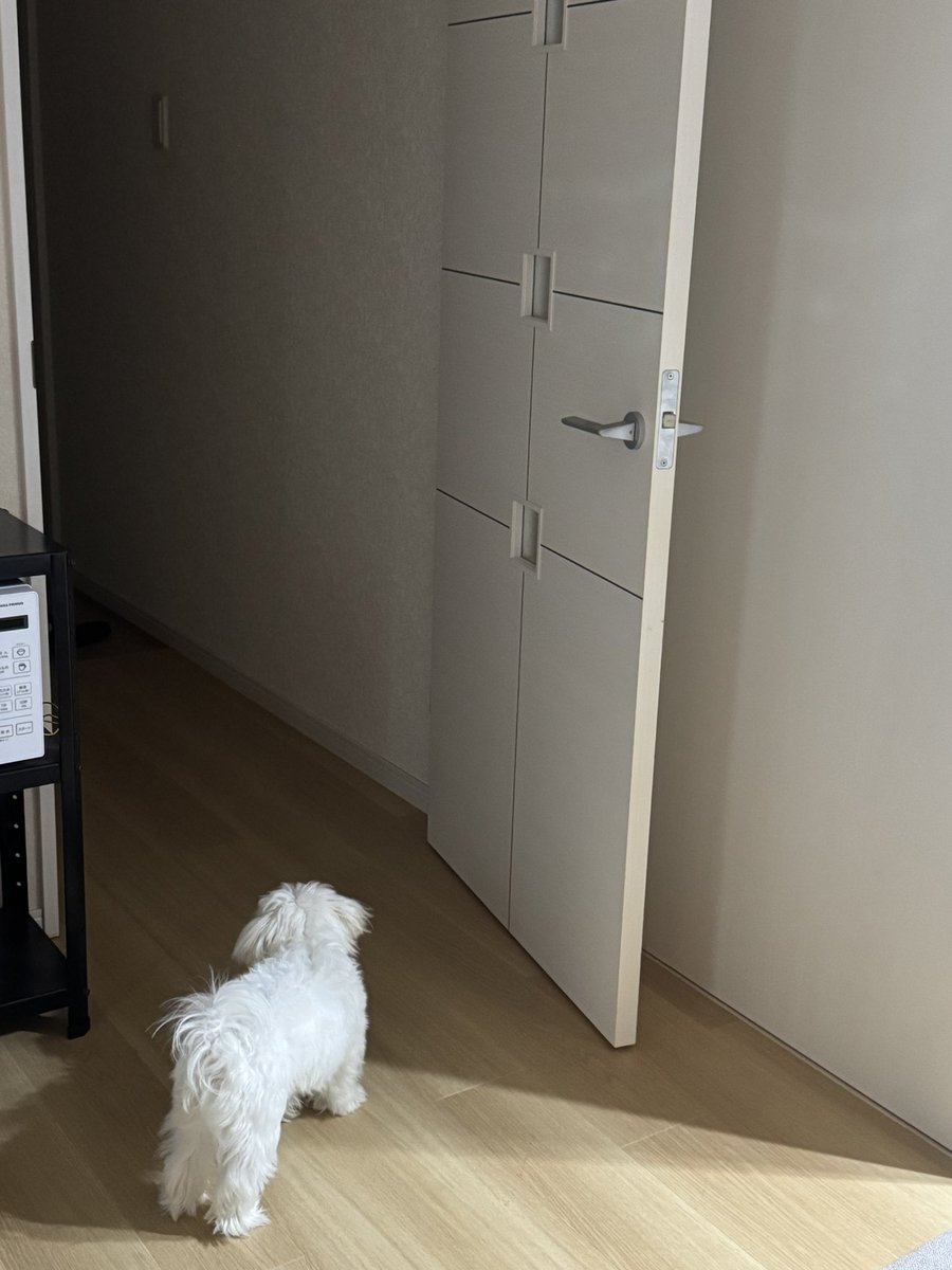 akip752's tweet photo. ぽぽが予言者になってほしい https://t.co/C3a1rXMj0P