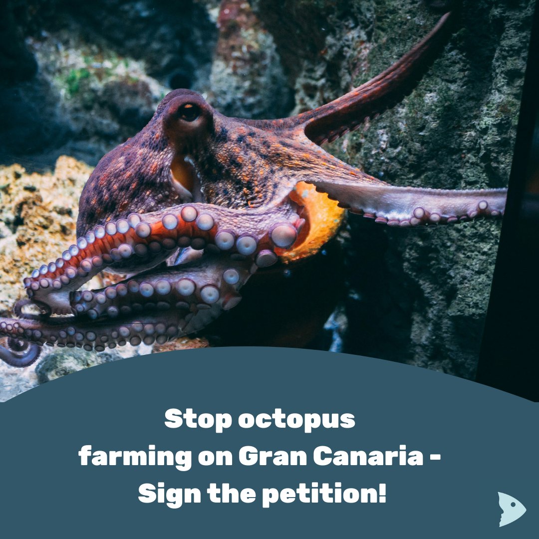 🚫🐙 We demand an EU-wide ban on octopus farming! The first farm on Gran Canaria could have serious ethical and ecological consequences.

📃✍️ Support the petition: shorturl.at/JmKC7

📷: Diane Picchiottino - Unsplash