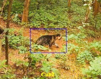Similipal Tiger Reserve, Odisha (@similipal_south) on Twitter photo AI cameras with real time data transfer are leading the protection and monitoring of wildlife in #Similipal. T24 is captured in one of the cameras, leading its two cubs in a hunt this morning. <a href="/PCCFWL_Odisha/">PCCF WL & CWLW, Odisha</a> <a href="/ForestDeptt/">Odisha Forest, Env. and Climate Change Department</a> <a href="/ntca_india/">National Tiger Conservation Authority</a> <a href="/pccfodisha/">PCCF & HoFF Odisha</a> <a href="/susantananda3/">Susanta Nanda IFS (Retd)</a> <a href="/rameshpandeyifs/">Ramesh Pandey</a> AI cameras with real time data transfer are leading the protection and monitoring of wildlife in #Similipal. T24 is captured in one of the cameras, leading its two cubs in a hunt this morning. <a href="/PCCFWL_Odisha/">PCCF WL & CWLW, Odisha</a> <a href="/ForestDeptt/">Odisha Forest, Env. and Climate Change Department</a> <a href="/ntca_india/">National Tiger Conservation Authority</a> <a href="/pccfodisha/">PCCF & HoFF Odisha</a> <a href="/susantananda3/">Susanta Nanda IFS (Retd)</a> <a href="/rameshpandeyifs/">Ramesh Pandey</a>