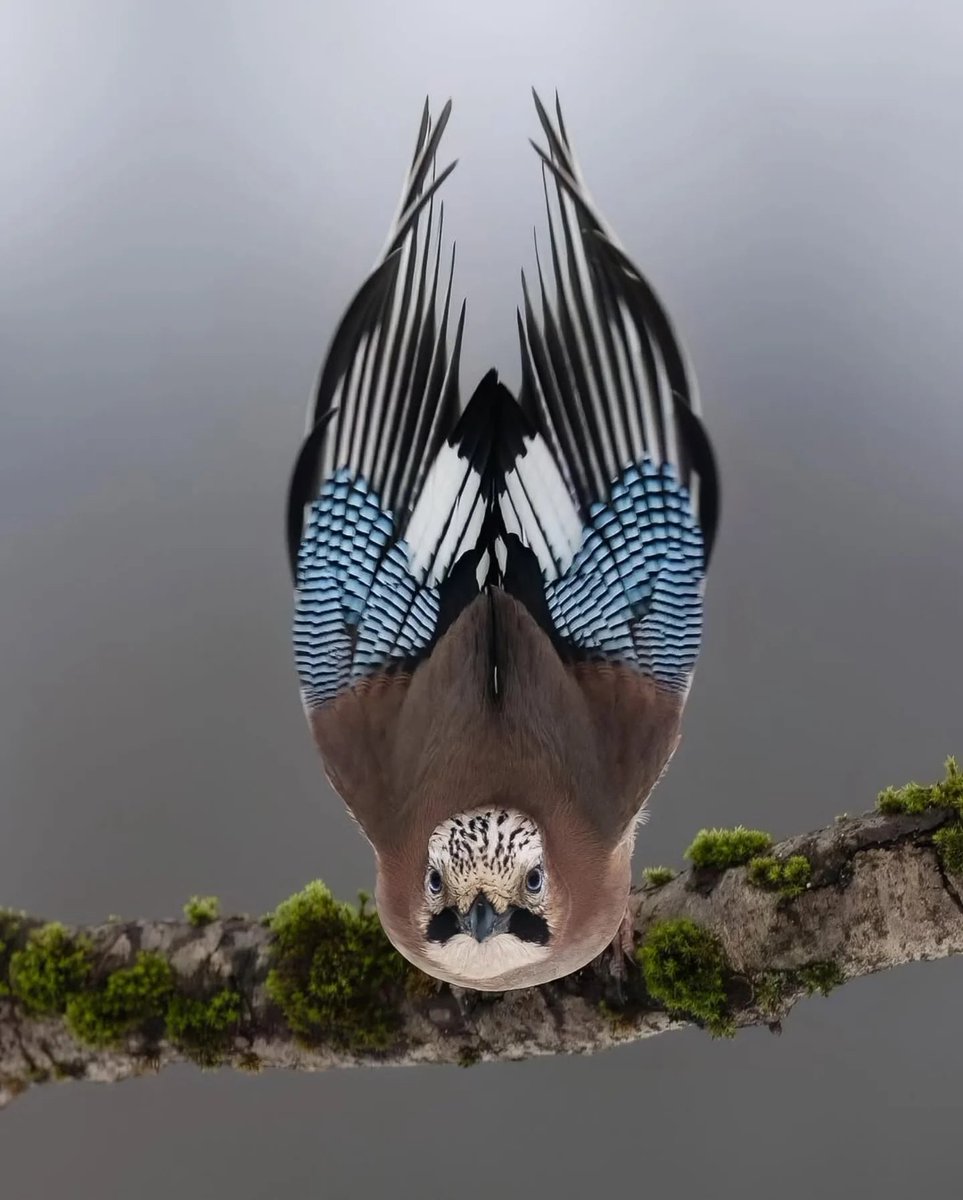 Magnifique capture de ce Geai des chênes (Eurasian Jay).
📸 Adam Cesnak

#birds #birdwatching #photograghy #BirdsOfTwitter #TwitterNatureCommunity #ganjingWorld