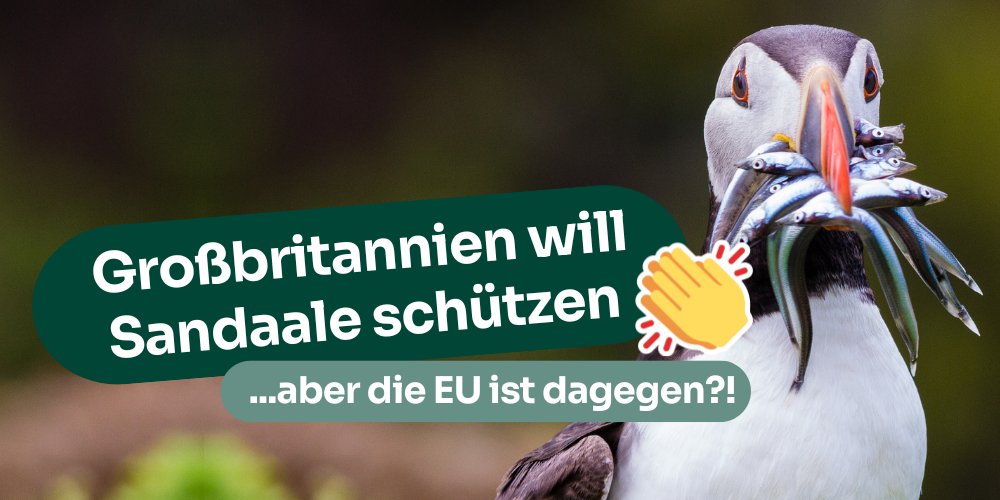 🇬🇧 verbietet die bodenberührende #SandaalFischerei in ihren gesamten Gewässern. Mutig u. längst überfällig, auch in der EU. Aber 🇫🇷 und andere 🇪🇺-Länder stellen sich dagegen. Dabei muss allen klar sein: Kaputtes Ökosystem = Kein Fisch = Keine Fischerei! ✋🐟 1/3