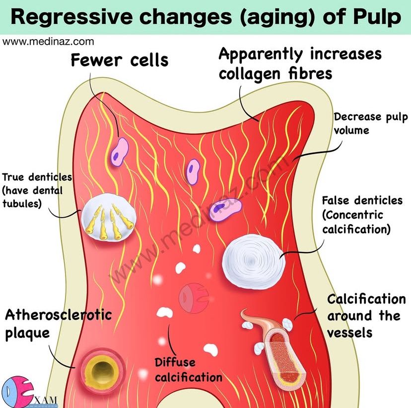Dr.Doaa🧠🦷🇵🇸 tweet media