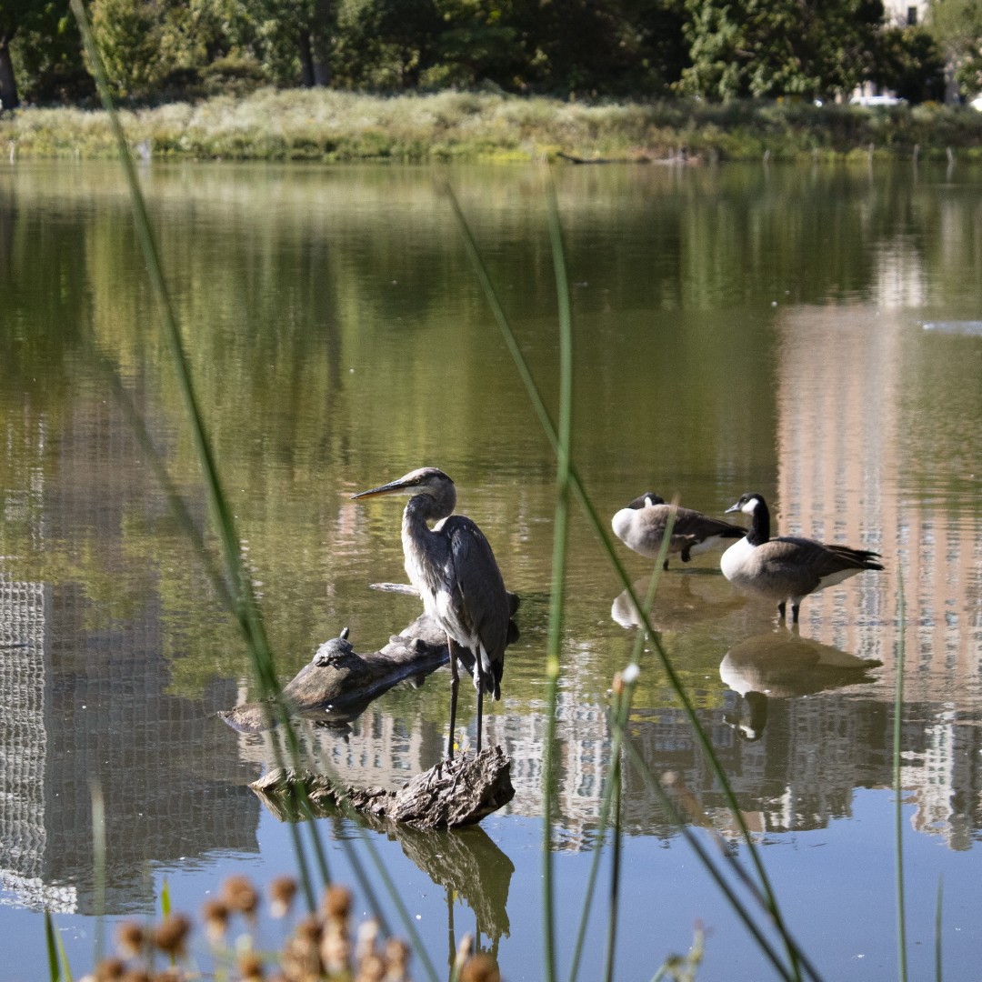 Lincoln Park Conservancy tweet media