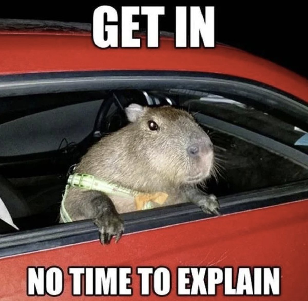 CAPI_ON_SOLANA's tweet image. If you're one of those crypto angel guys and you want to get in the pre-seed round for Capybarachain feel free to reach out We're parallelizing the EVM or whatever with yield and stuff it's like if Blast was Monad the ticker is $CAPI valuation will probably be around 4 billion