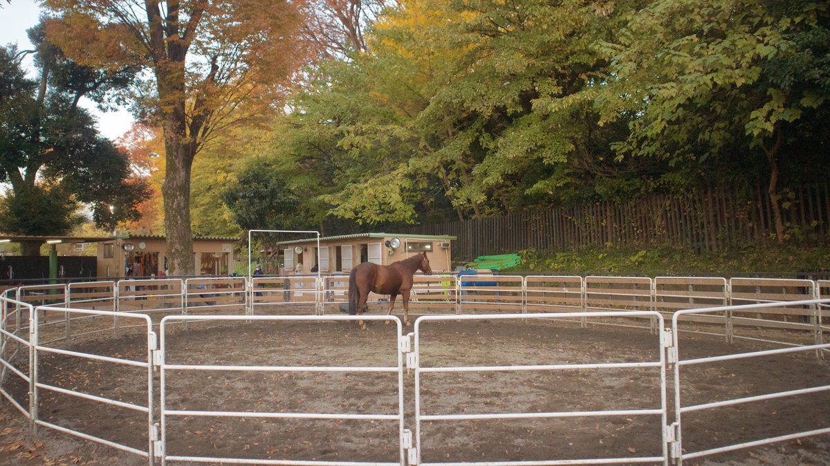 BEAUVERlA's tweet image. today i walked five miles after work and i had Balinese roasted duck for dinner 🦆