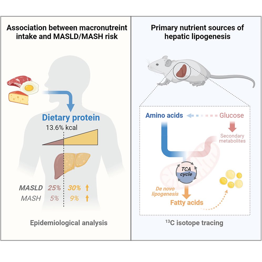 Science News (@sciencnews) on Twitter photo Amino acid is a major carbon source for hepatic lipogenesis. <a href="/Cell_Metabolism/">Cell Metabolism</a>
"This study uncovers the significant role of amino acids in hepatic lipogenesis and suggests a previously unappreciated nutritional intervention target for MASLD."
Open Access
cell.com/cell-metabolis… Amino acid is a major carbon source for hepatic lipogenesis. <a href="/Cell_Metabolism/">Cell Metabolism</a>
"This study uncovers the significant role of amino acids in hepatic lipogenesis and suggests a previously unappreciated nutritional intervention target for MASLD."
Open Access
cell.com/cell-metabolis…