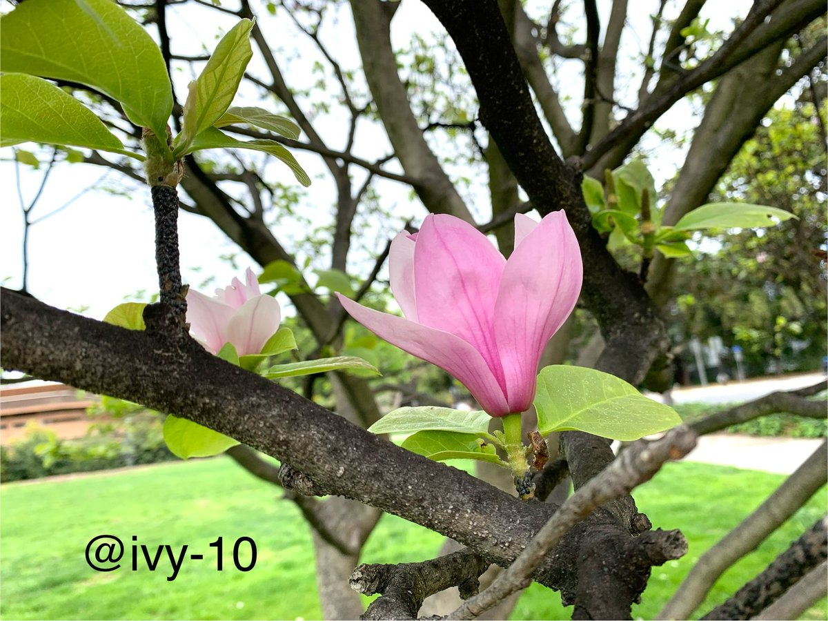 ivy_l0's tweet image. Magnolia bloom.#nature #flowe #photography