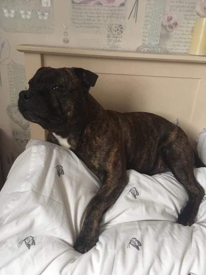 _SLBuck's tweet photo. Love you fat snacks, fly high and have fun playing with all the other doggies up there💔😭 RIP 

thank you for being the best dog ever and being my little snuggle bud over the years. Will truly miss you! 😢 https://t.co/ZO9exvnp0u